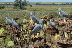 Охота на голубя в Украине