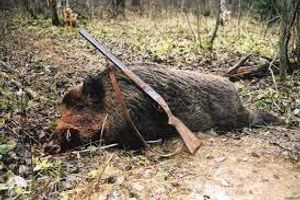 Охота на кабана в Украине