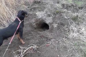 Охота на лис с собаками в Украине