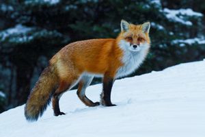 Охота на лису с манком в Украине