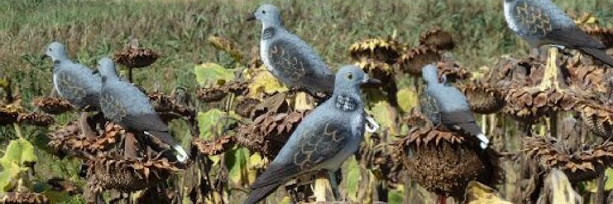 охота на голубей украина