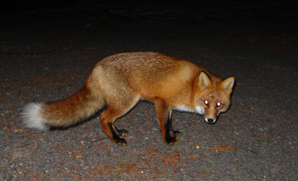 охота на лисицу в украине